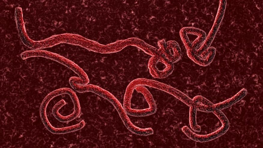 Il virus Ebola Il virus Ebola