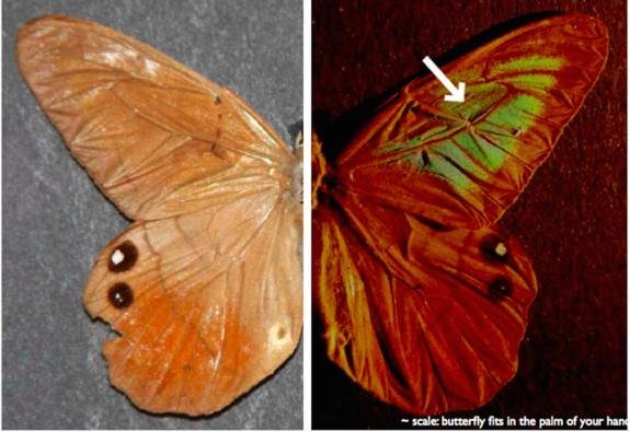 light-diffracting-butterfly
