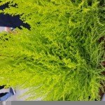 Sample fotocamera posteriore Galaxy S6 scattate da utenti