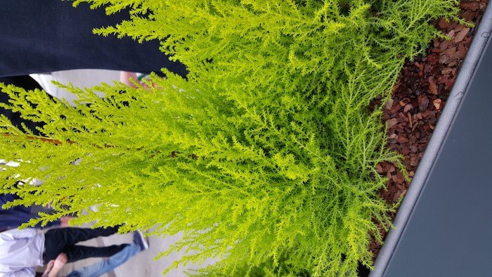 Sample Galaxy S6 fotocamera posteriore scattata da Samsung