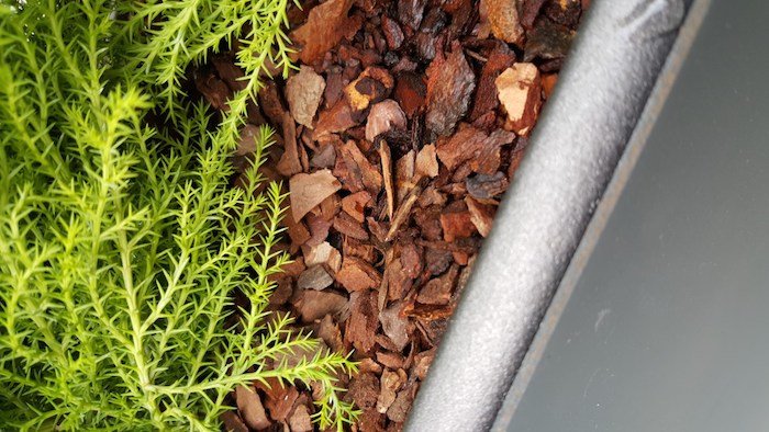 Sample Galaxy S6 fotocamera posteriore scattata da Samsung