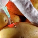 patate 02
